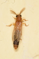Distremocephalus texanus