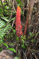 Costus beckii
