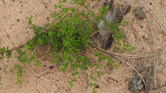 Dodonaea macrossanii