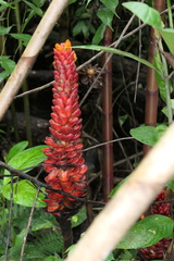 Costus beckii