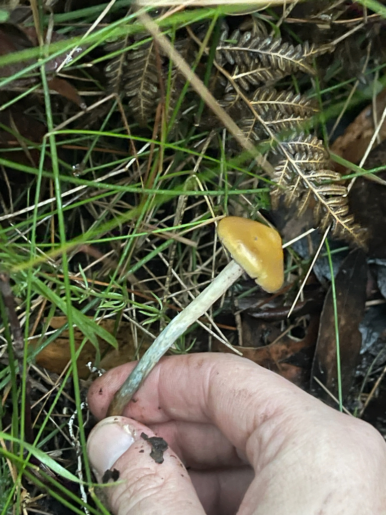 Psilocybe subaeruginosa · May 2026 · photo: © plantrant (iNaturalist, cc-by)