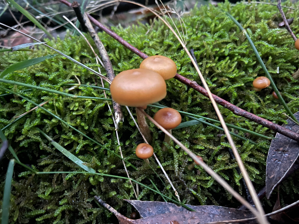 Galerina patagonica · May 2026 · photo: © plantrant (iNaturalist, cc-by)