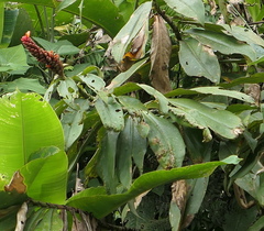 Costus beckii