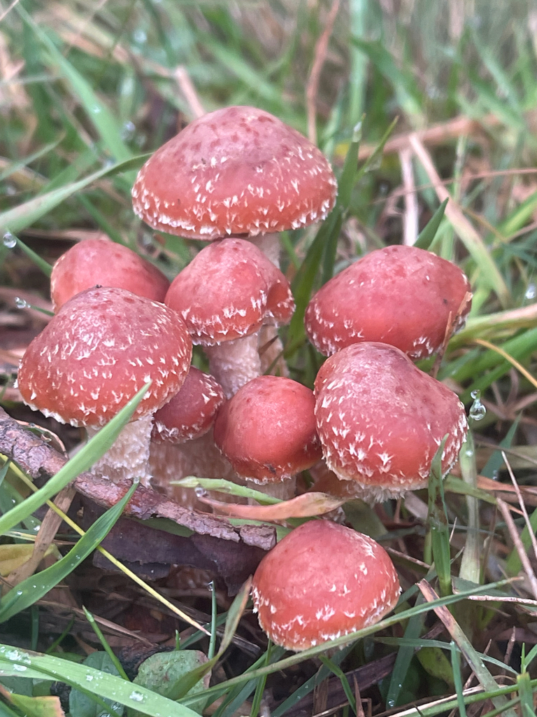 Hypholoma australianum