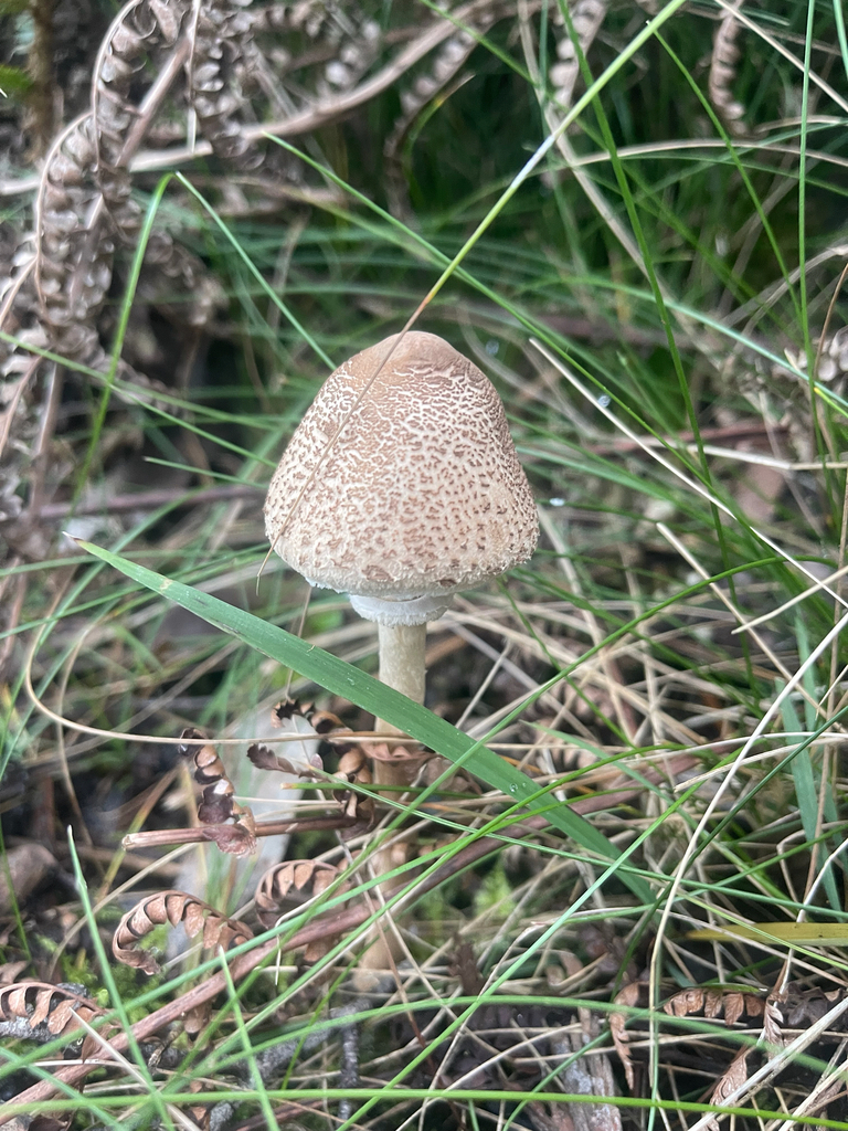 Macrolepiota clelandii · May 2026 · photo: © plantrant (iNaturalist, cc-by)