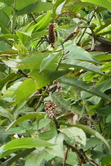 Costus beckii