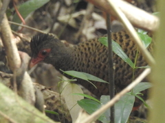 Galloperdix spadicea