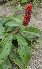 Costus beckii