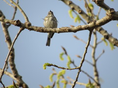 Setophaga coronata coronata