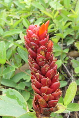 Costus beckii