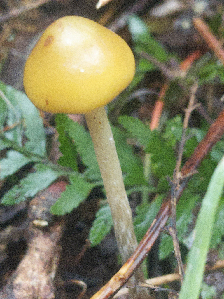Psilocybe subaeruginosa · May 2026 · photo: © plantrant (iNaturalist, cc-by)