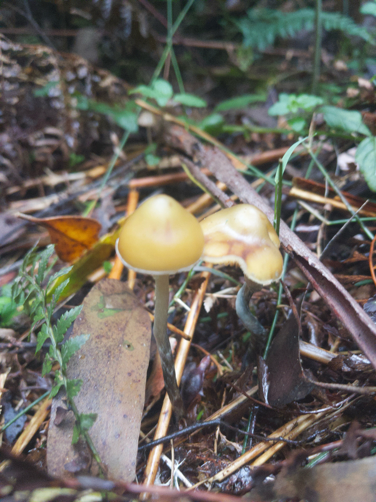 Psilocybe subaeruginosa · May 2026 · photo: © plantrant (iNaturalist, cc-by)