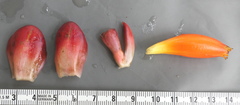 Costus beckii
