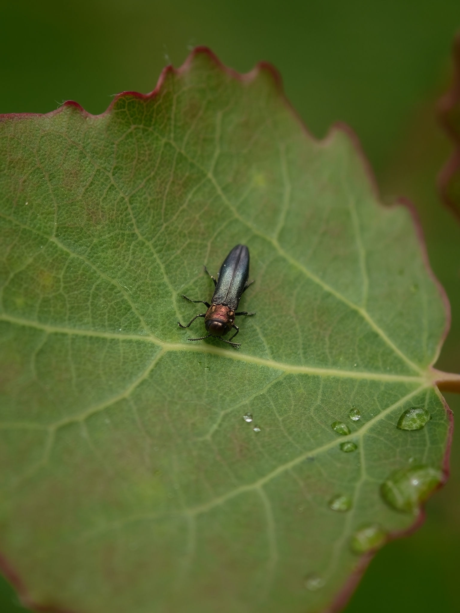 Agrilus pratensis