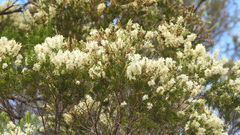 Melaleuca decora