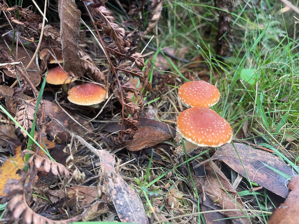 Hypholoma australianum · May 2026 · photo: © plantrant (iNaturalist, cc-by)