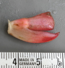 Costus beckii