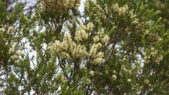 Melaleuca decora