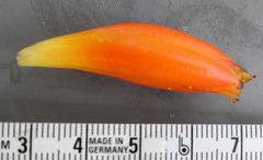 Costus beckii