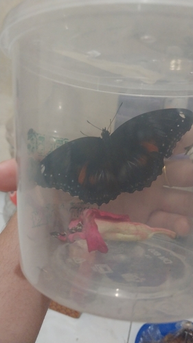 Great Eggfly