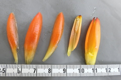 Costus beckii