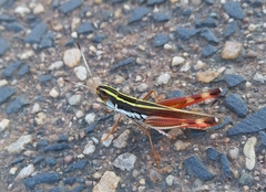 Macrotona picta
