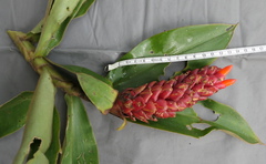 Costus beckii