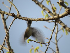 Setophaga coronata coronata