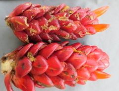 Costus beckii