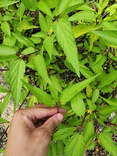 Corchorus capsularis observed 2026-05-06