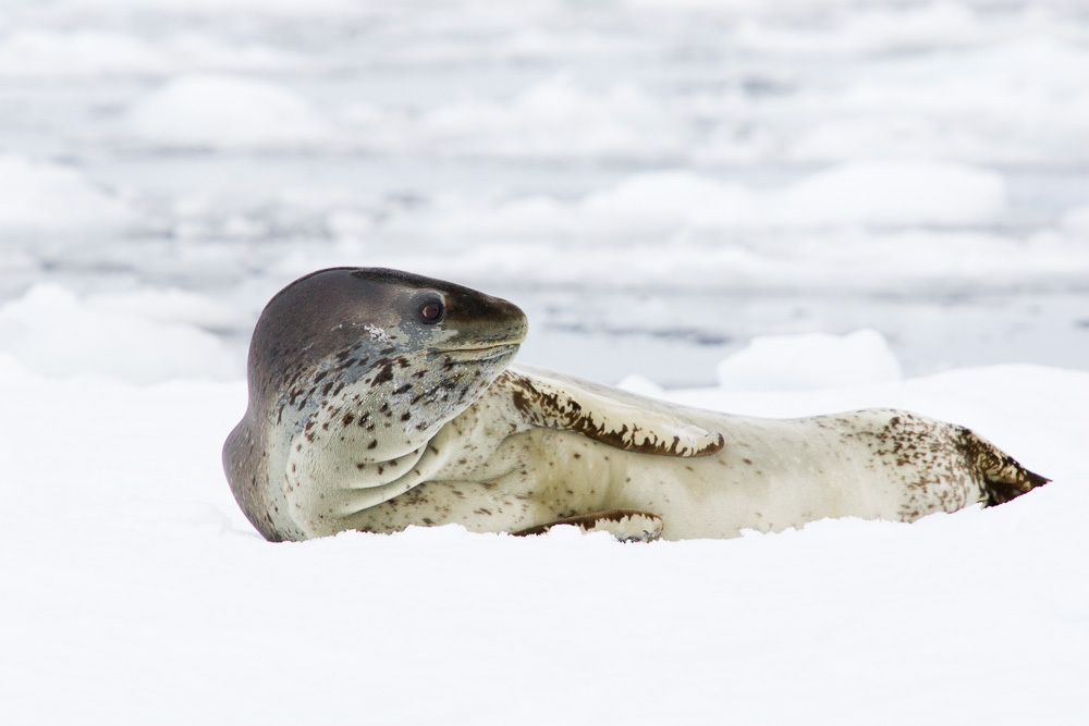baby leopard seals