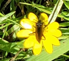 Leptopterna dolabrata