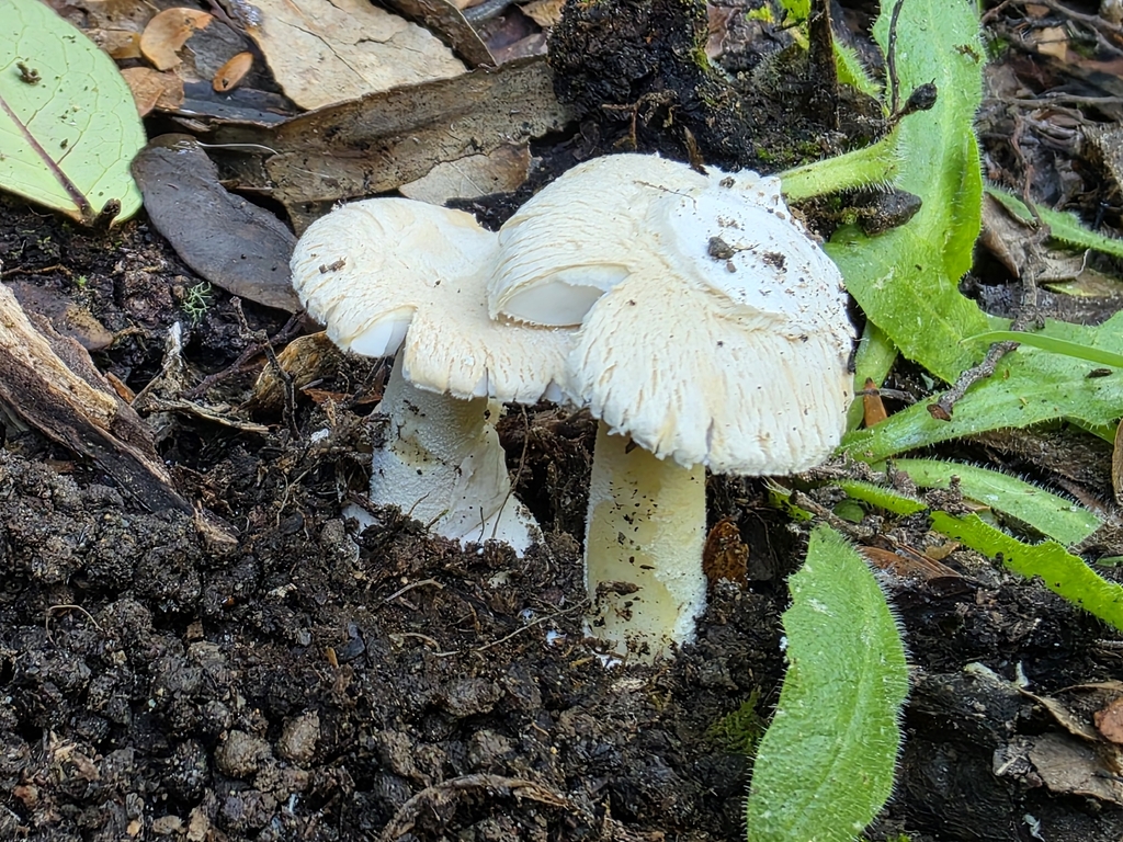 Amanita taiepa · May 2026 · photo: © nicnation (iNaturalist, cc-by)