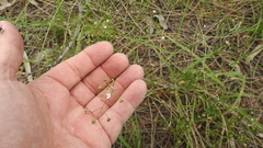 Paranotis mitrasacmoides