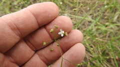 Paranotis mitrasacmoides