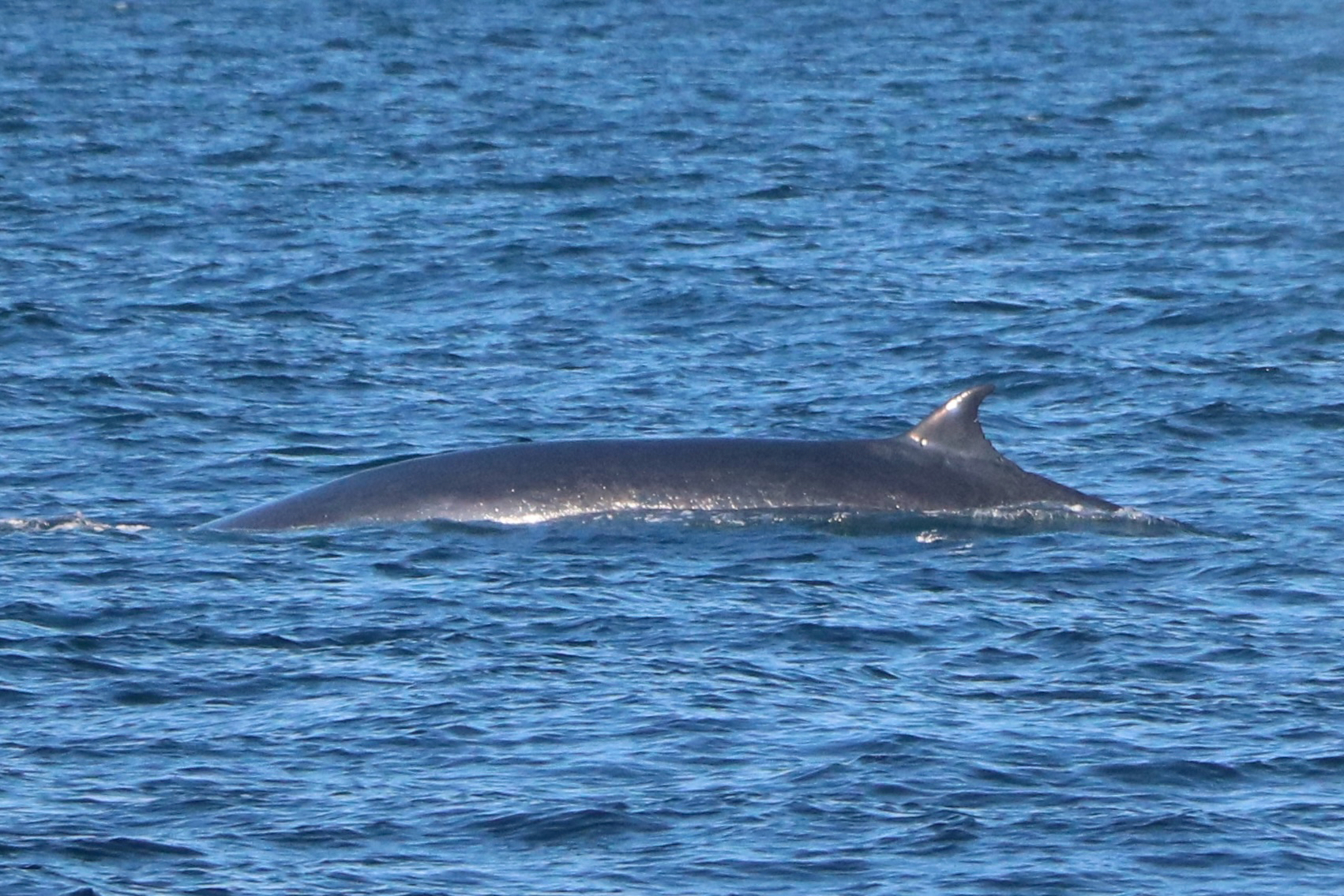 Balaenoptera edeni