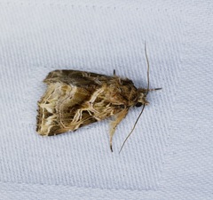 Callopistria flavitincta