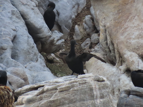 iNaturalist image