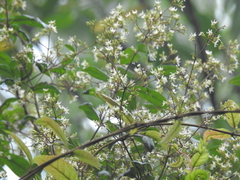 Ichnocarpus frutescens