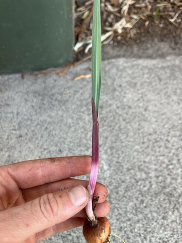 Gladiolus undulatus, photograph 4