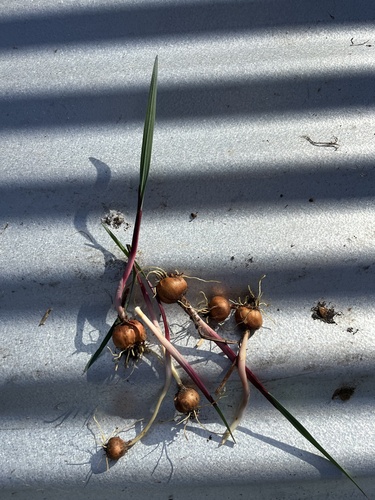 Gladiolus undulatus, photograph 5