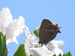 Callophrys xami xami