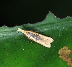 Dichomeris ochthophora