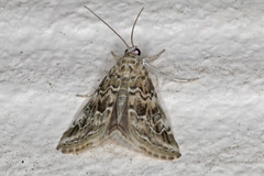 Hellula undalis