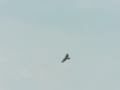 Buteo jamaicensis