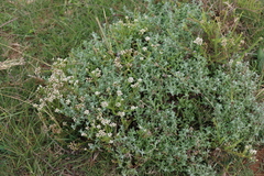 Helichrysum odoratissimum, photograph (c) Tony Rebelo, some rights reserved (CC BY-SA)