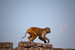 Macaca mulatta