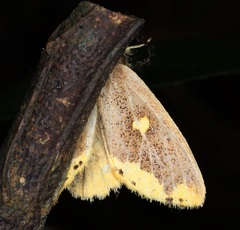 Euproctis quadrangularis