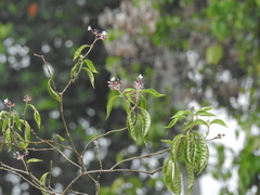 Clerodendrum trichotomum
