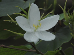 Bauhinia acuminata